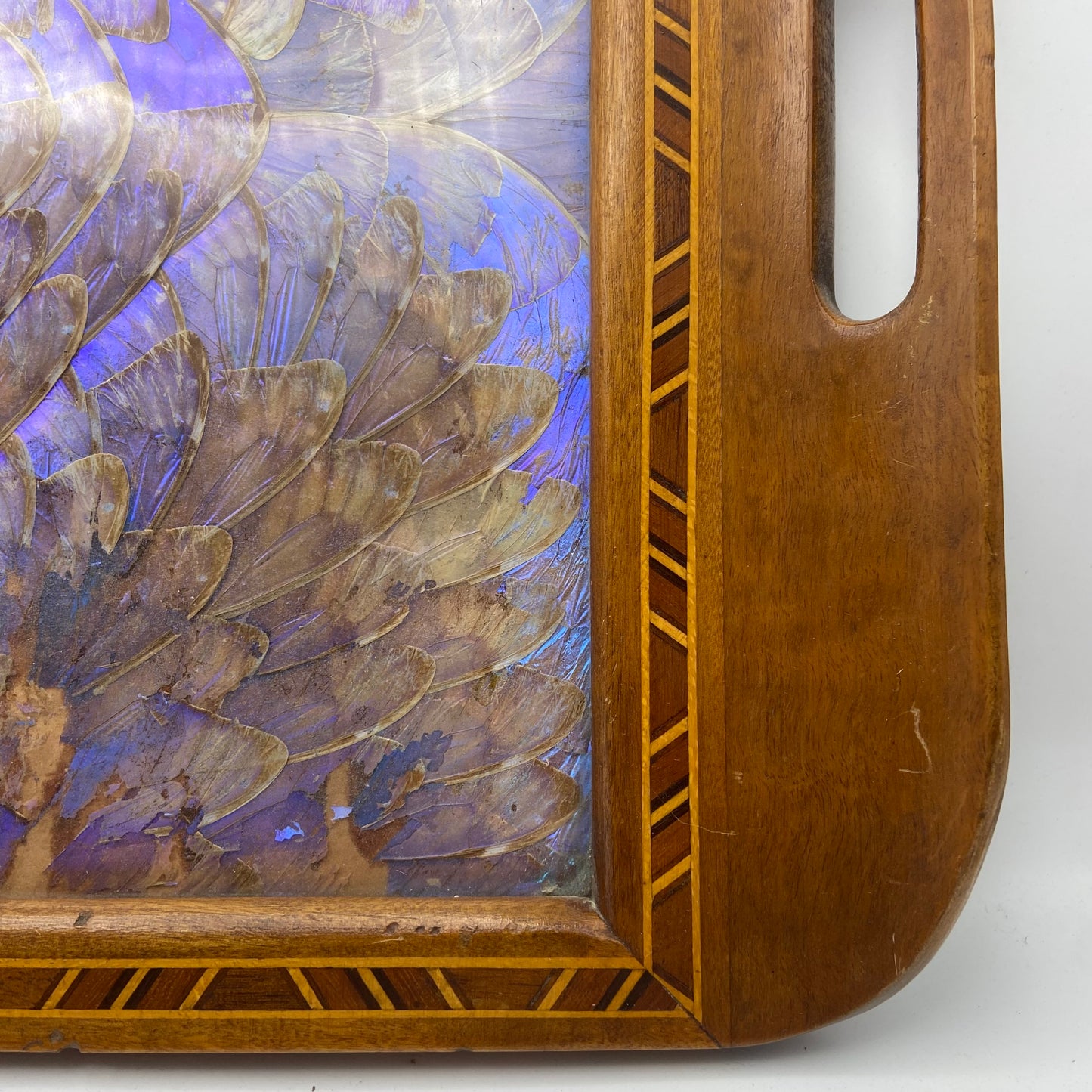 Antique art deco morpho butterfly wing tray