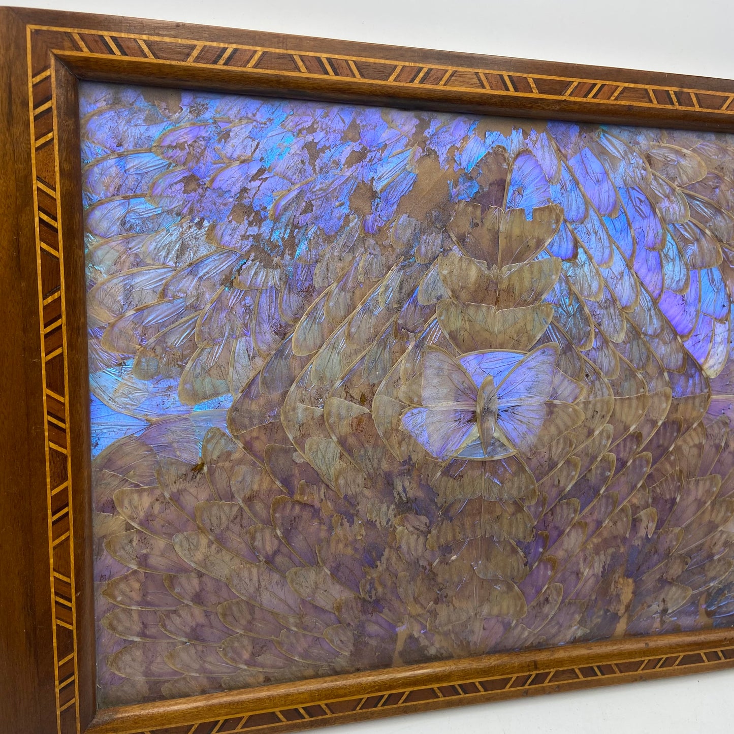 Antique art deco morpho butterfly wing tray